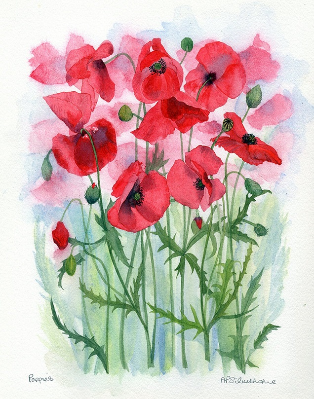 penny poppies